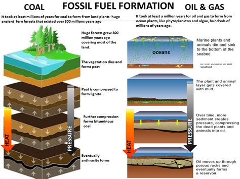 process of fossil fuel formation.